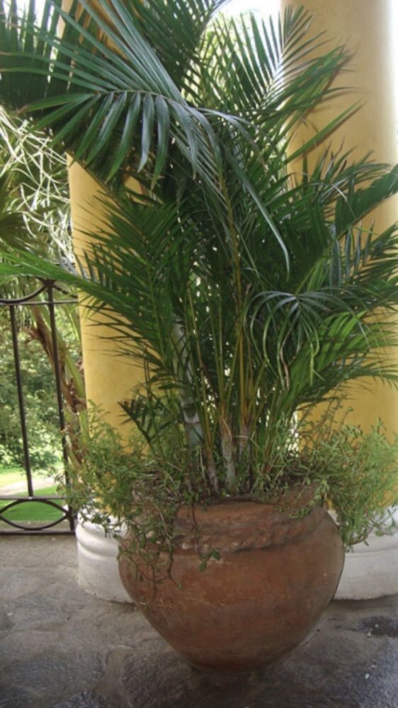 Palmeiras de leque whashingtonia, cycas