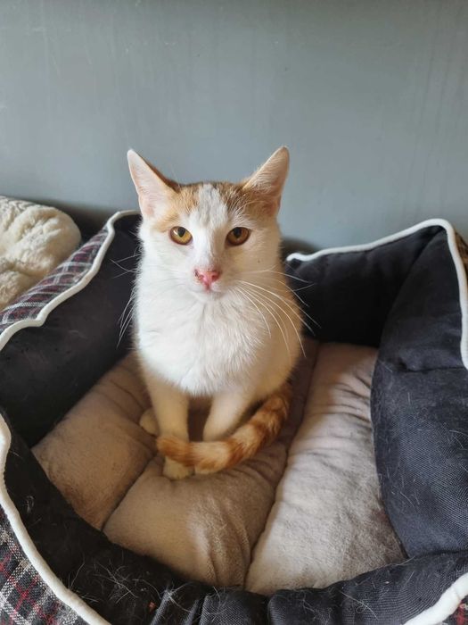 Maki - bursztynowy spokojny kocurek