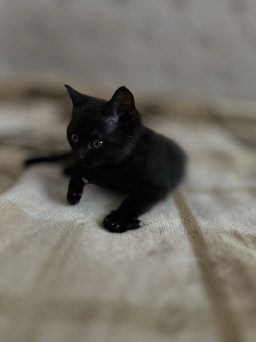 Маленьке диво шукає добрі руки! Бескоштовно.