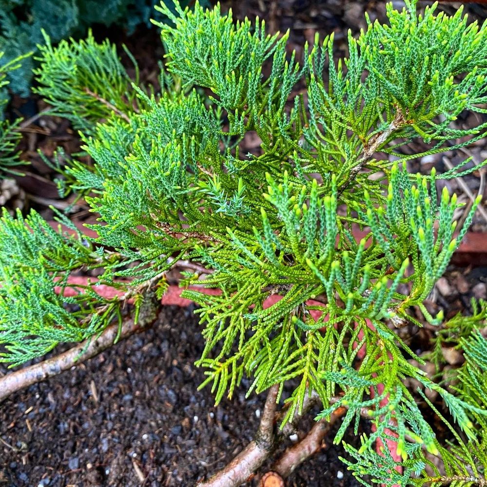 Dekoracujne bonsai jalowiec w betonowej donicy