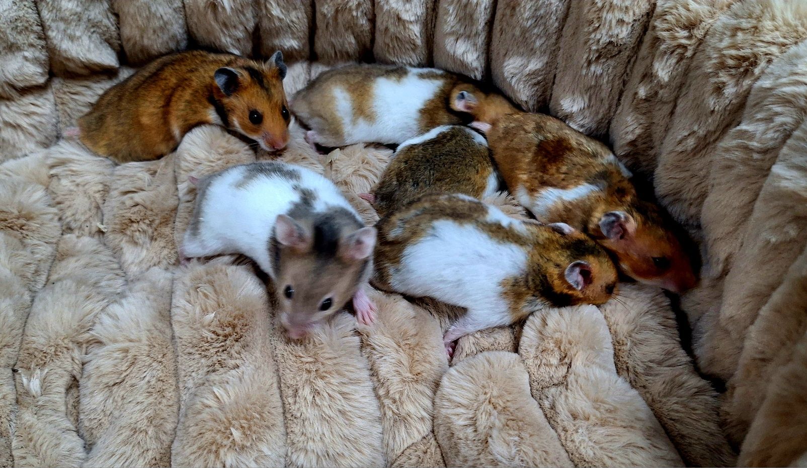 Chomiki syryjskie.
