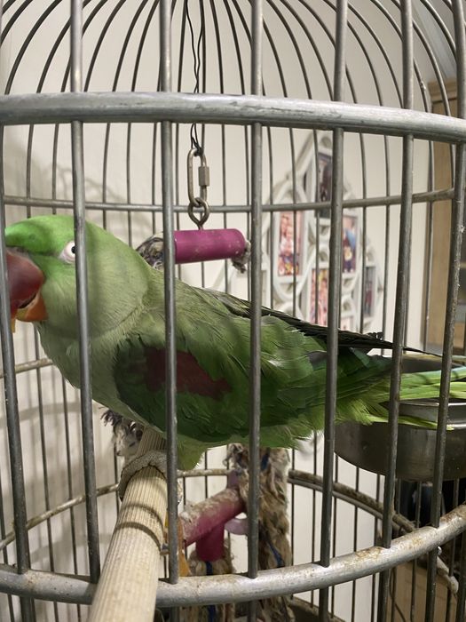 Продається олександрійський віком три роки .