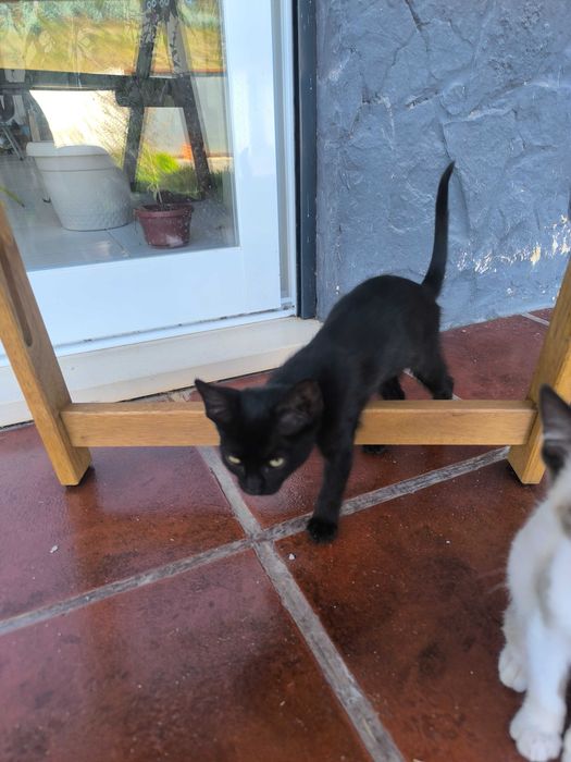 Adoção gatinhos !