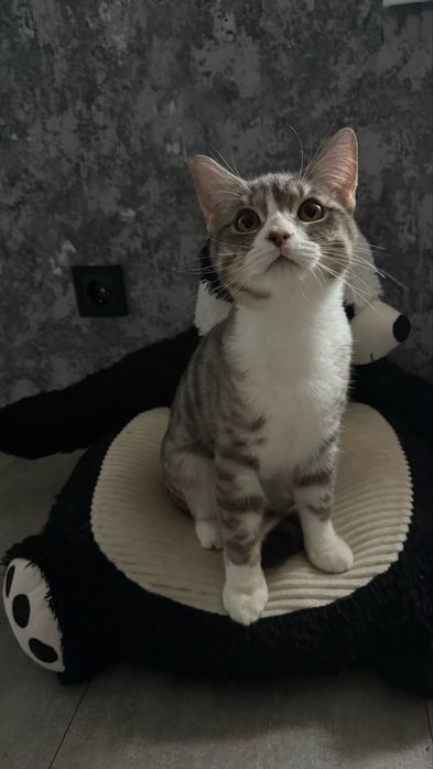 Кіт Айсік шукає свою сім’ю