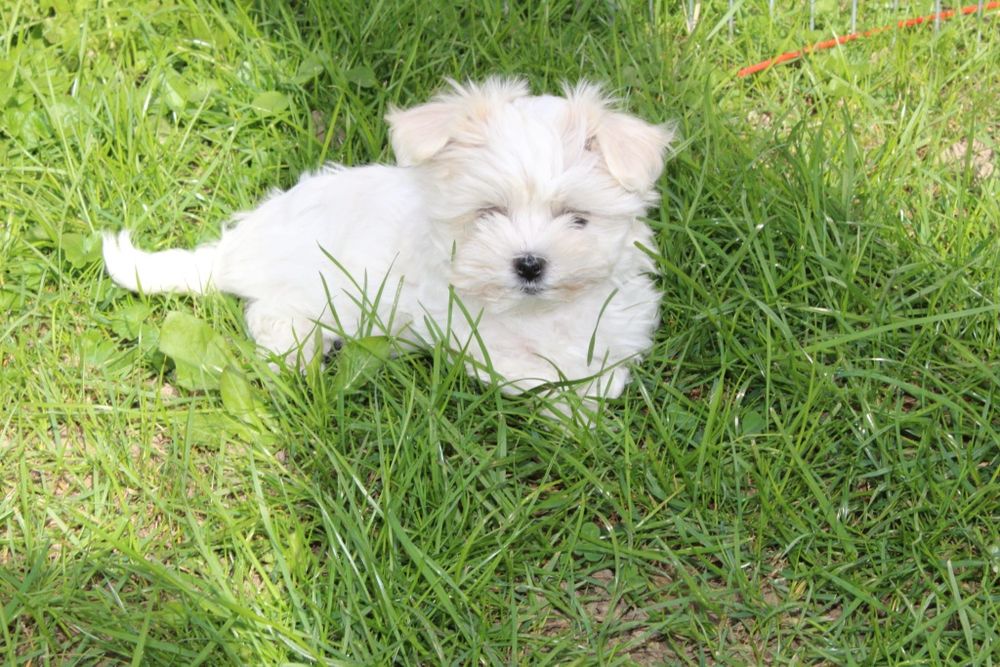 Mini suczka Maltańczyk