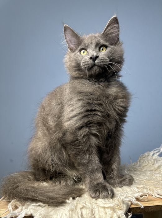 Крупный котенок мейн кун мальчик 3 месяца голубой солид