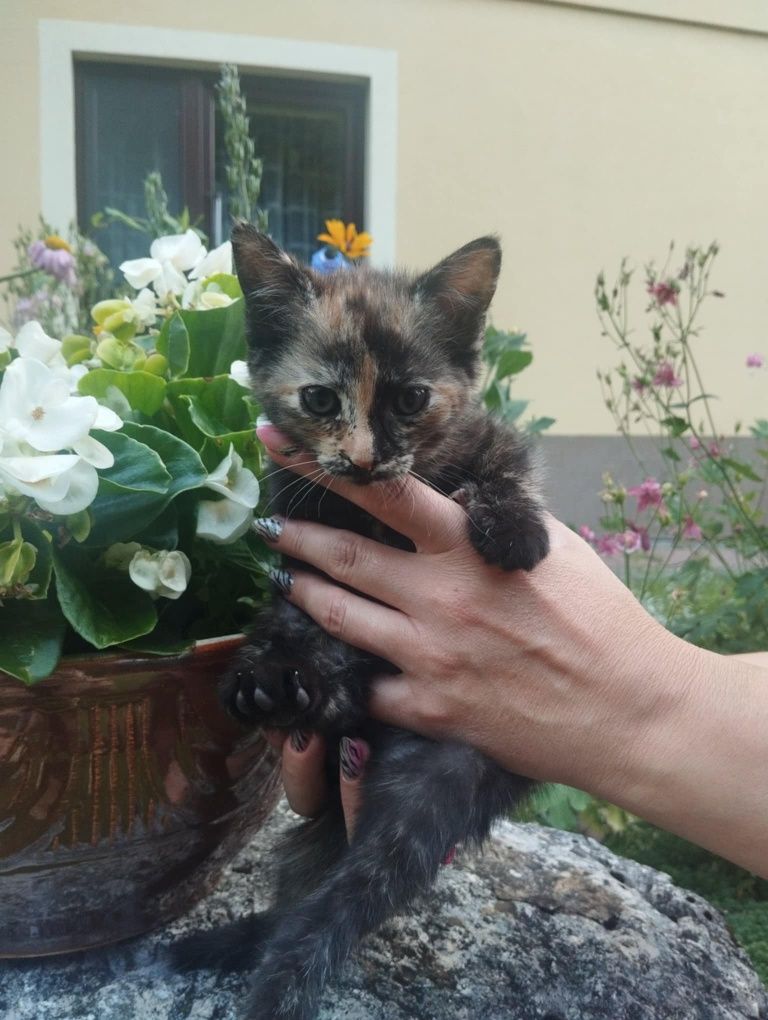 Oddam kotkę w dobre ręce