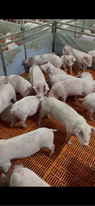 Продаж поросят 24 25 кілограм