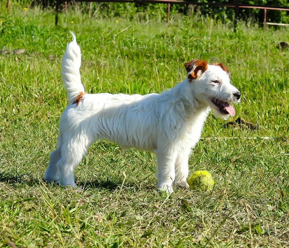 Jack Russell terrier