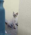 Gatinho para adoção!