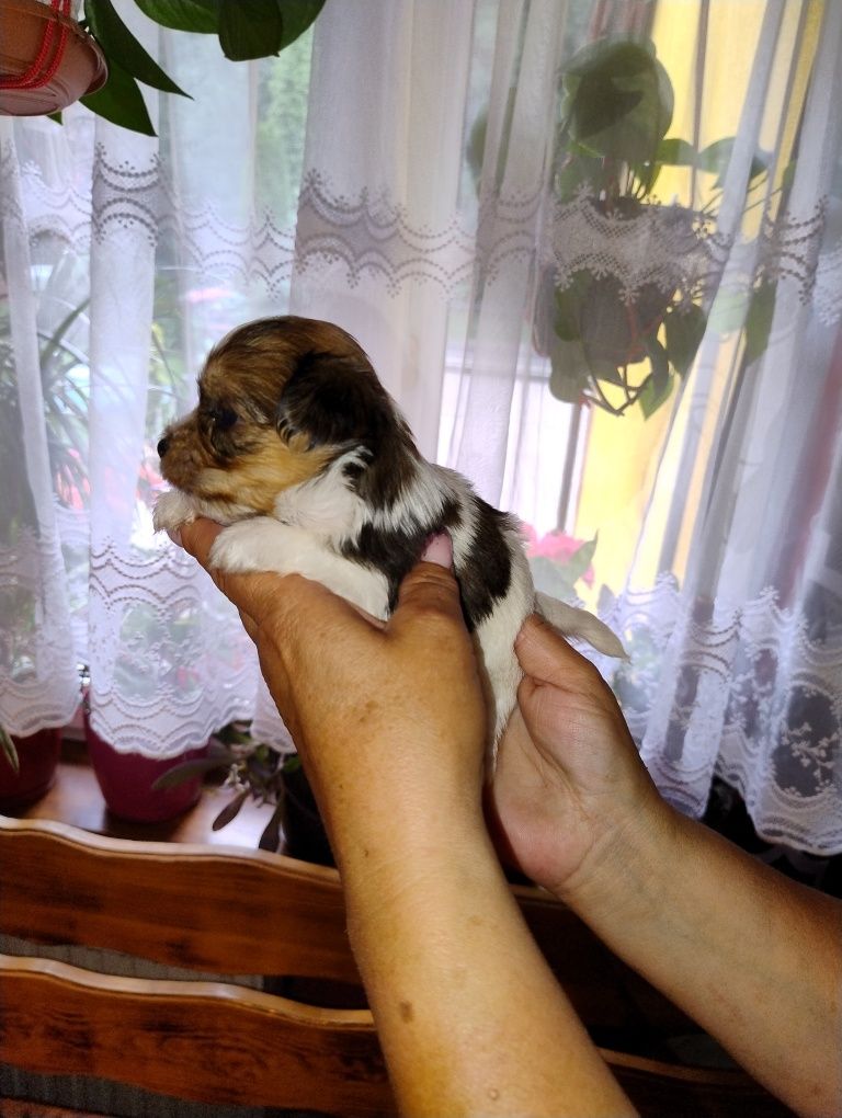 Yorkshire terrier GIZMO White ocean Perl piesek