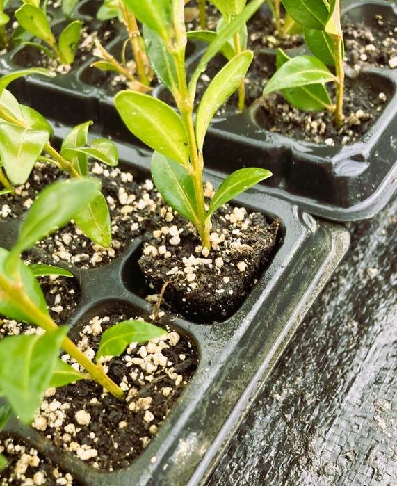 Сіянці самшит ( куля ) , Búxus.