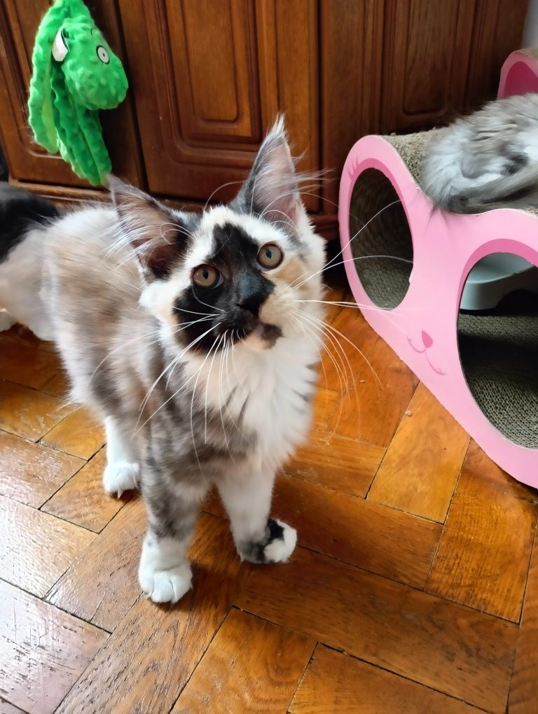 Maine coon srebrzysta szylkretka z rodowodem FPL