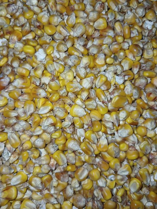 Продам кукурудзу