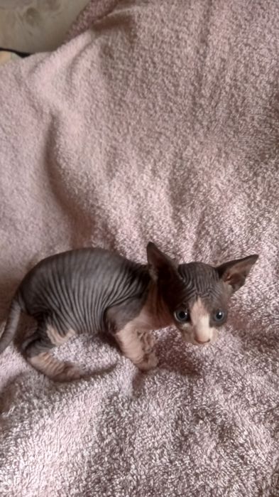 Канадский сфинкс эльф