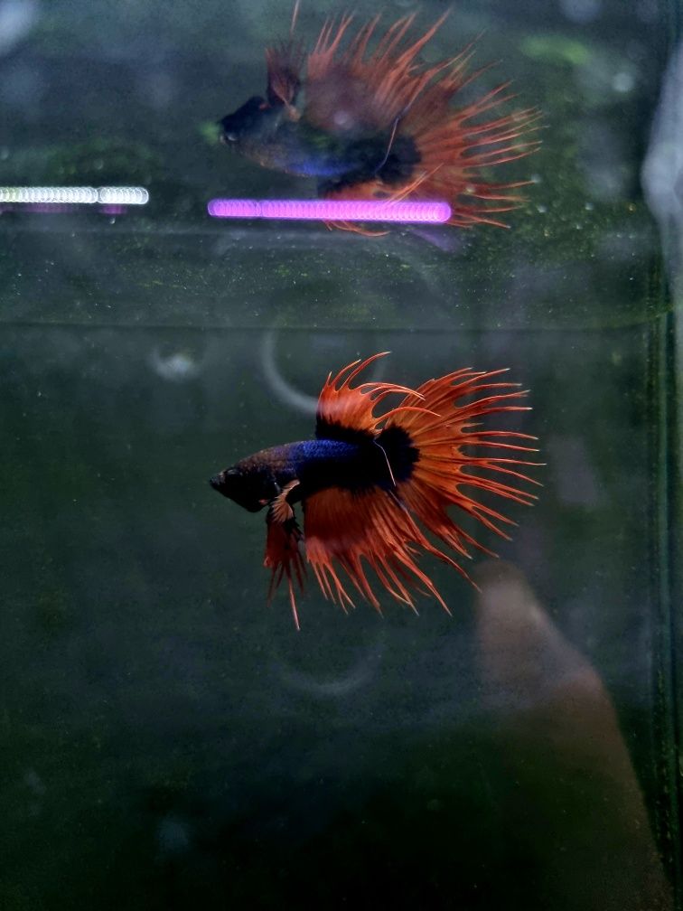 Bojownik crowntail fancy (strzępiasty)