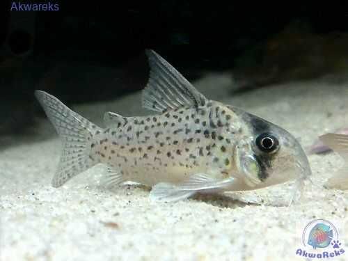 Kirys Kanei DUŻY 4-5cm