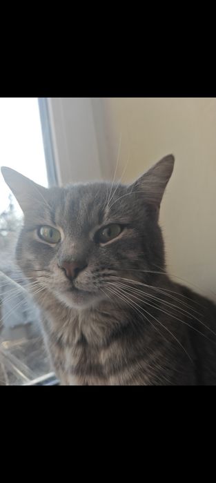 Пропал кот, Поселок горького Таромское Ул. Институтская