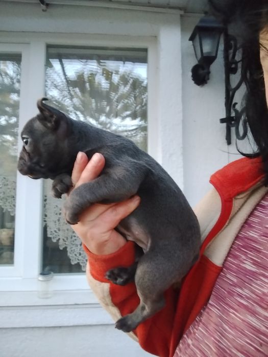 Дівчинка голуба булочка