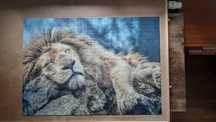 Puzzle Trefl Śpiący Lew
