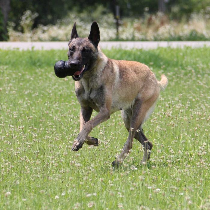NOVO - Brinquedos Kong, Kong Toys, brinquedos para cão, borracha