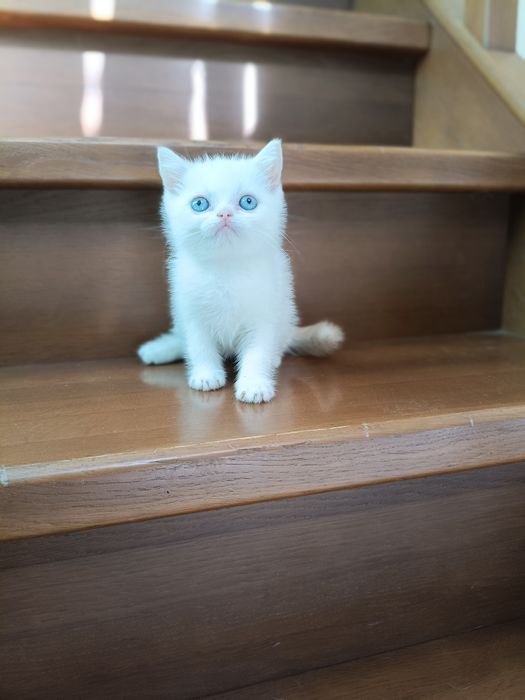 Породные шотландские котята, не вЕслоухие,а действительно вИслоухие!
