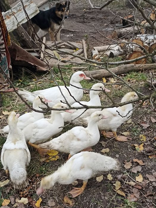 Продам індокаченят