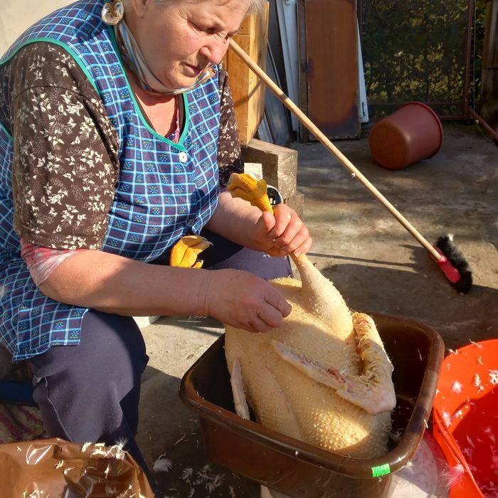 Tuszki z Gęsi. Świeże i kacze