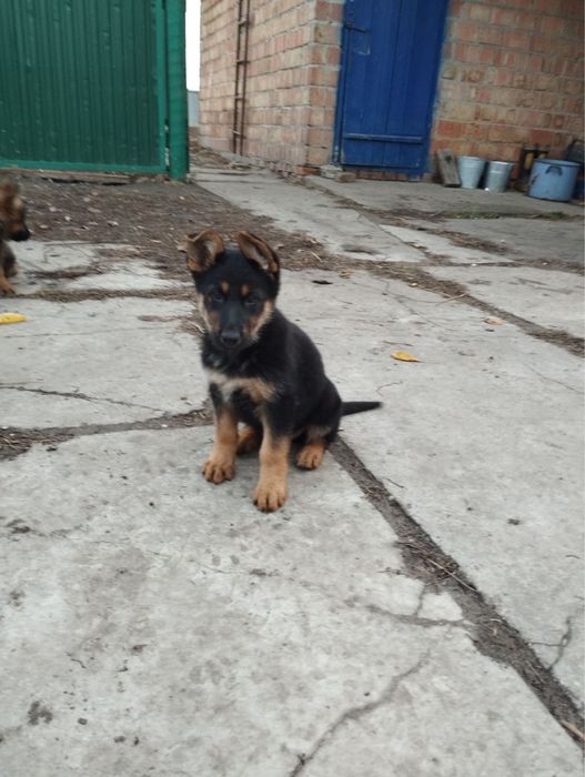 Продам щенят німецької вівчарки