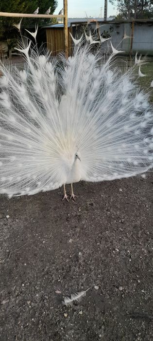 Pavões de várias cores: Branco, Asa negra, Azul e Arlequim