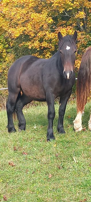 Klacze sztumskie rocznik 2024