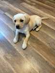 Oddam labradora w dobre ręce szczenie