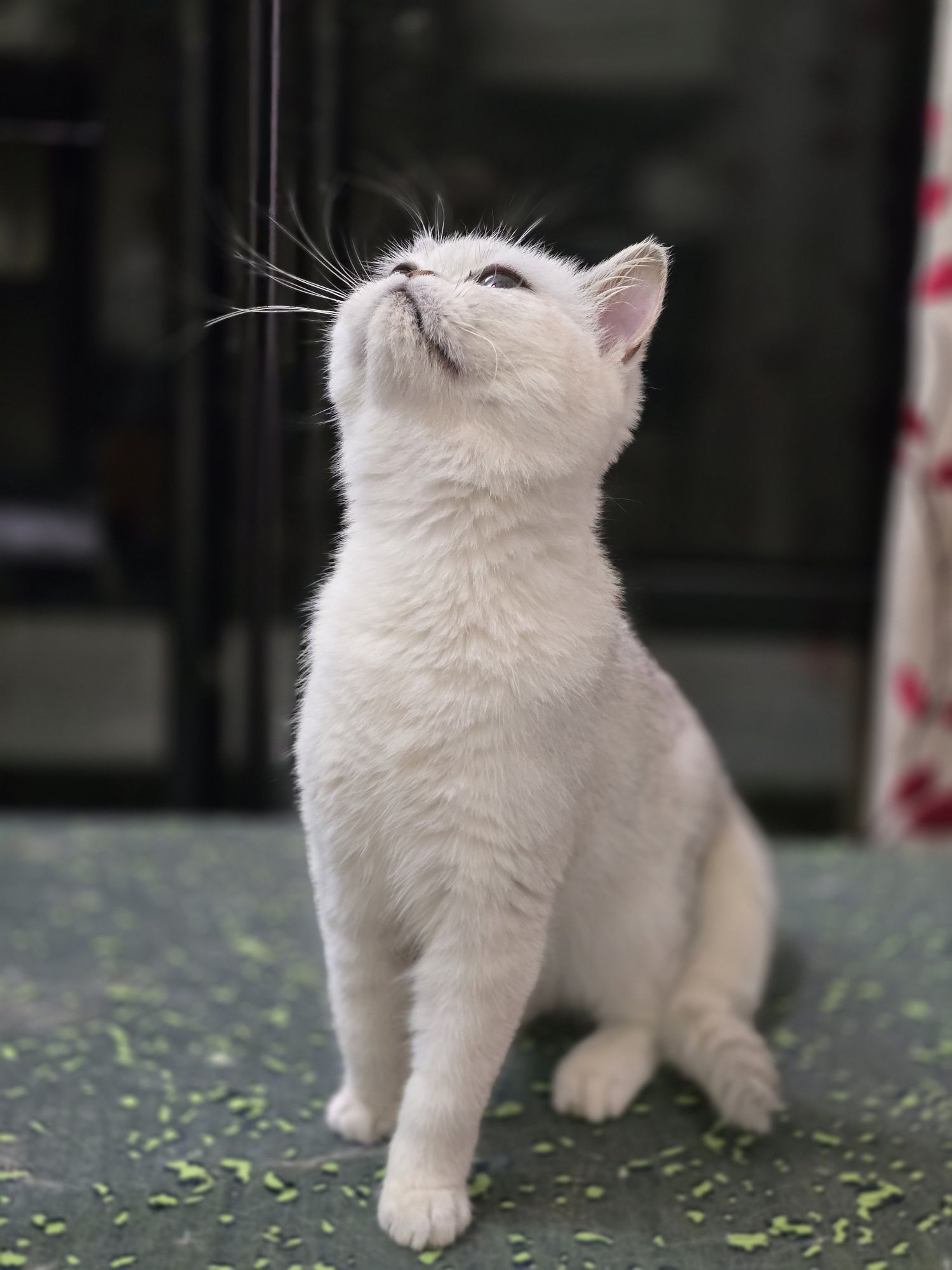 Британские  котята серебристой шиншиллы купить Киев Украина