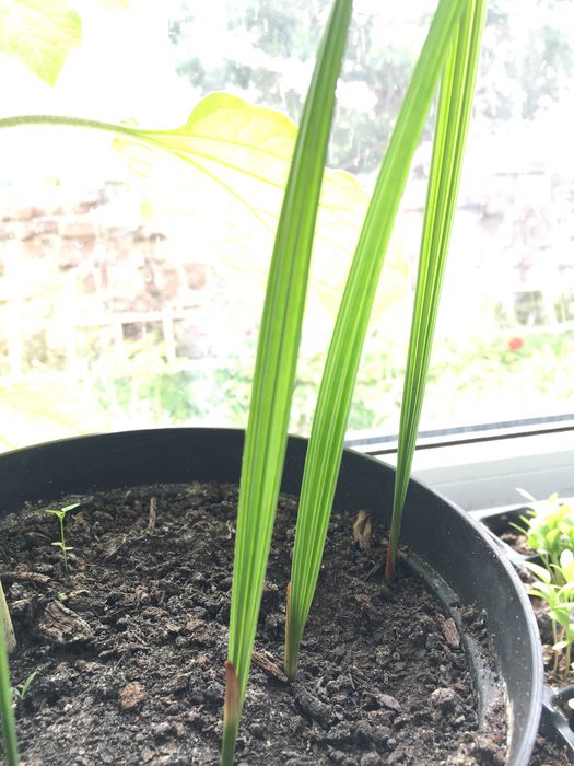 Фінік Сансиверия