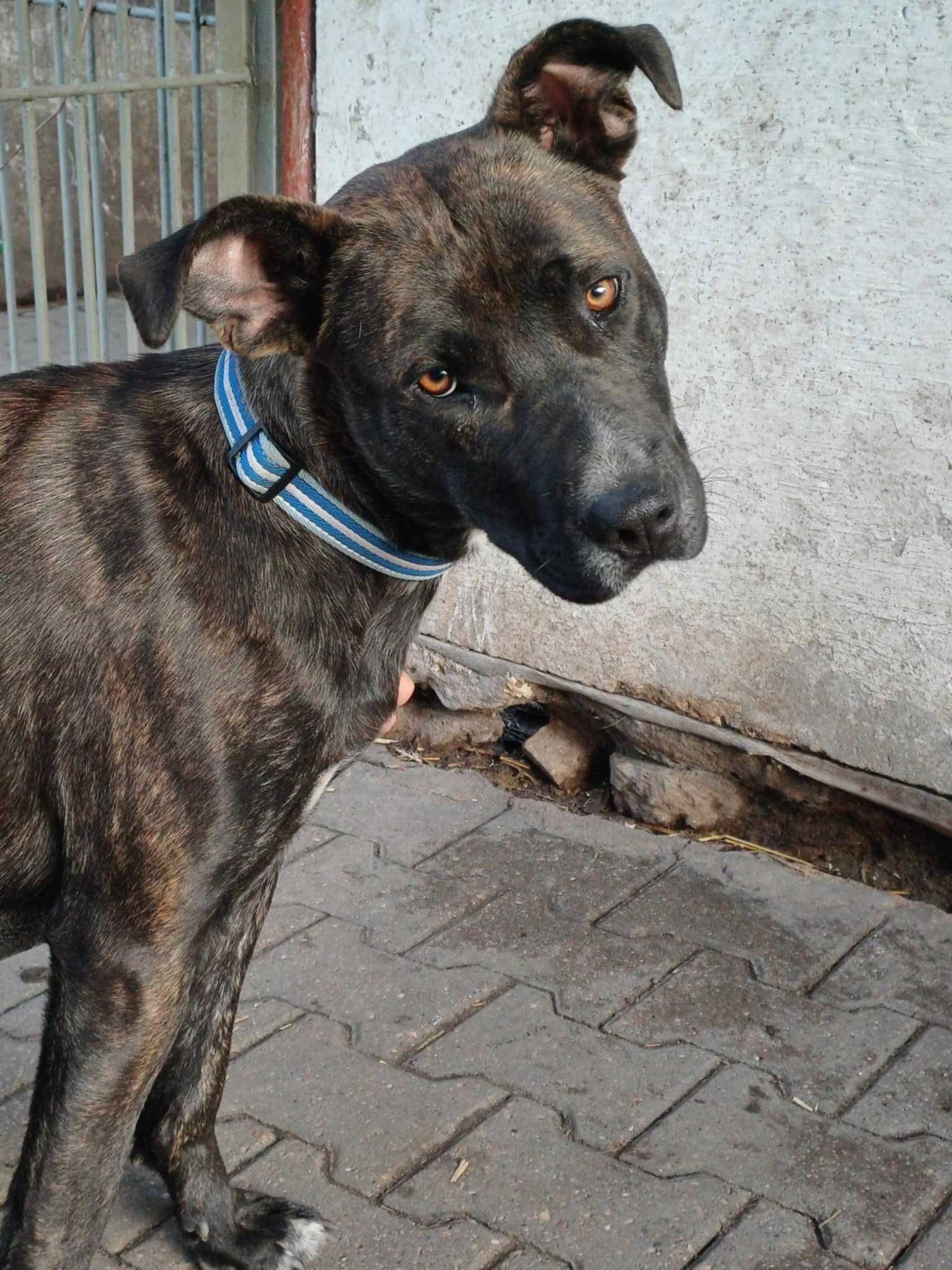 Tigra ok 2 let.sunia w typ. rasy czeka na kochajacego opieluna Sylwia