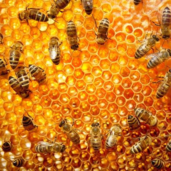 Продам семьи пчелы