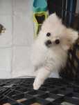 Szpic miniaturowy pomeranian chłopiec/wyprawka/gotowy do odbioru