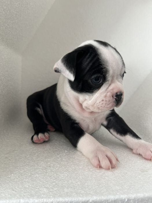 Boston Terrier - uroczy szczeniaczek