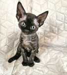 Devon Rex Pasja czarna dziewczynka