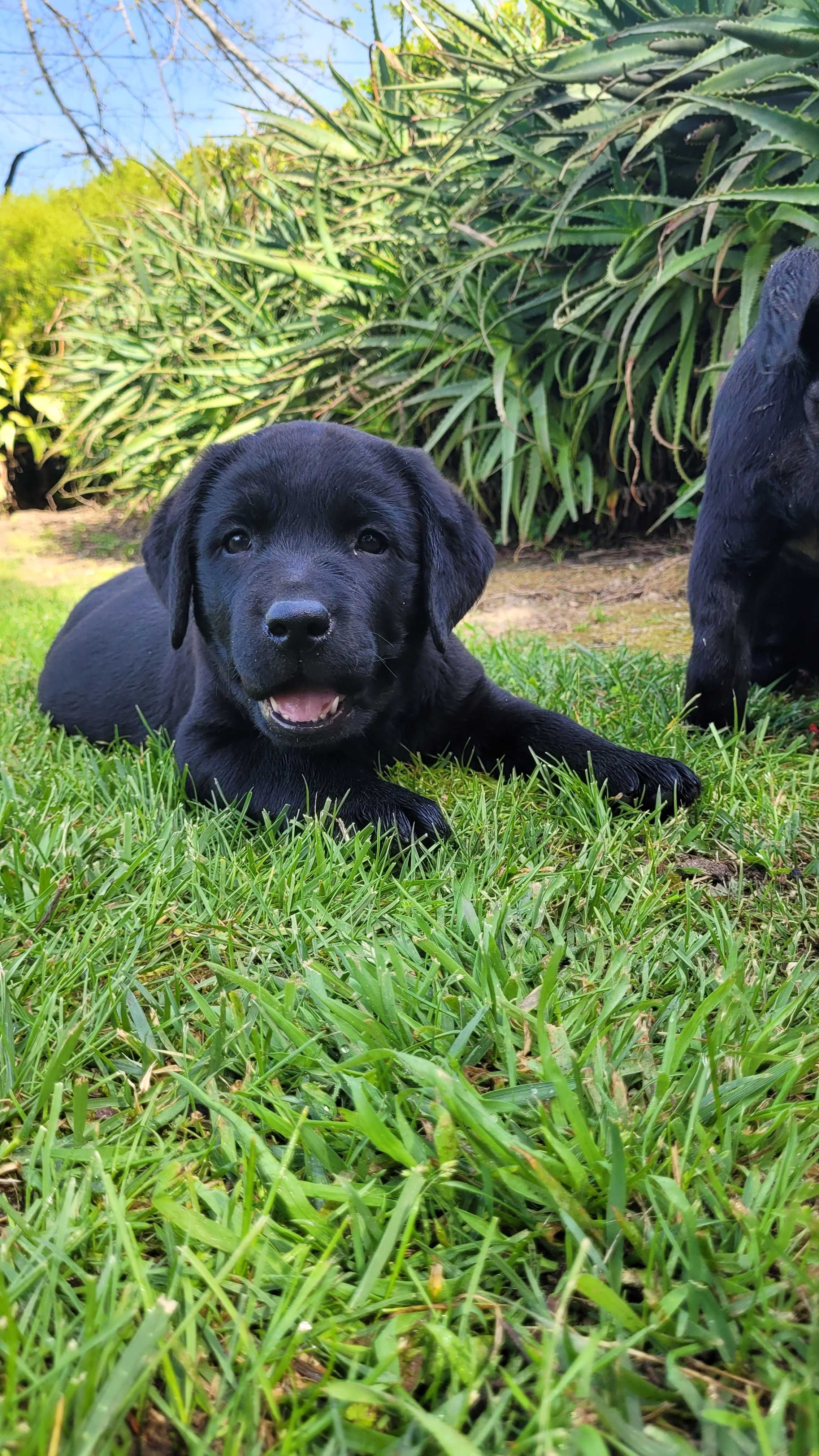 Labrador retriever