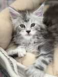 Maine Coon polodacyl z prawami hodowlanymi