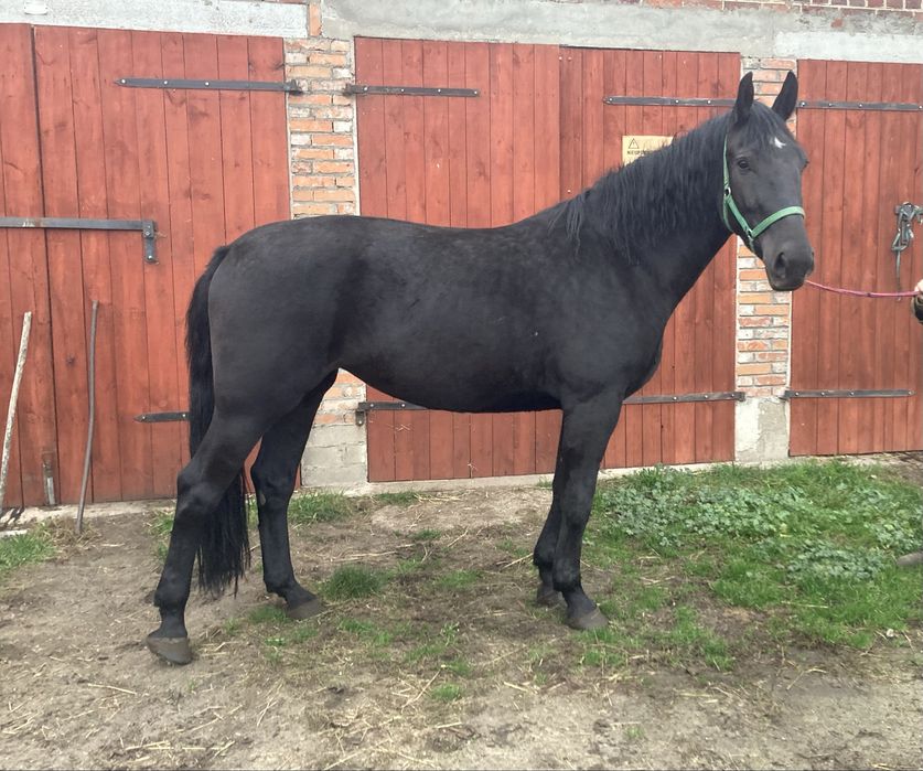 Klacz śląska z licencja dotacyjna 3 lata