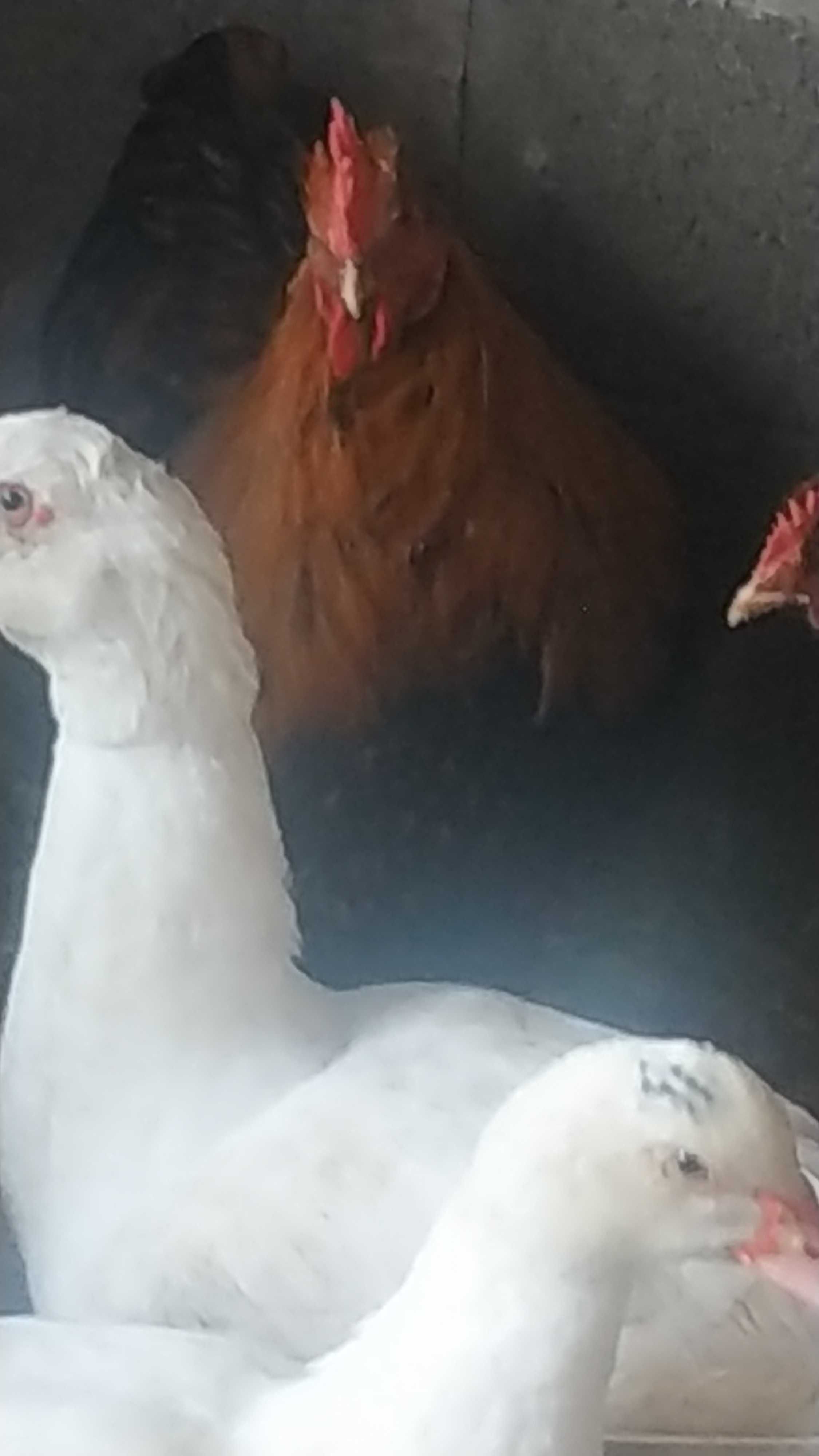 Продам яйце качки білі