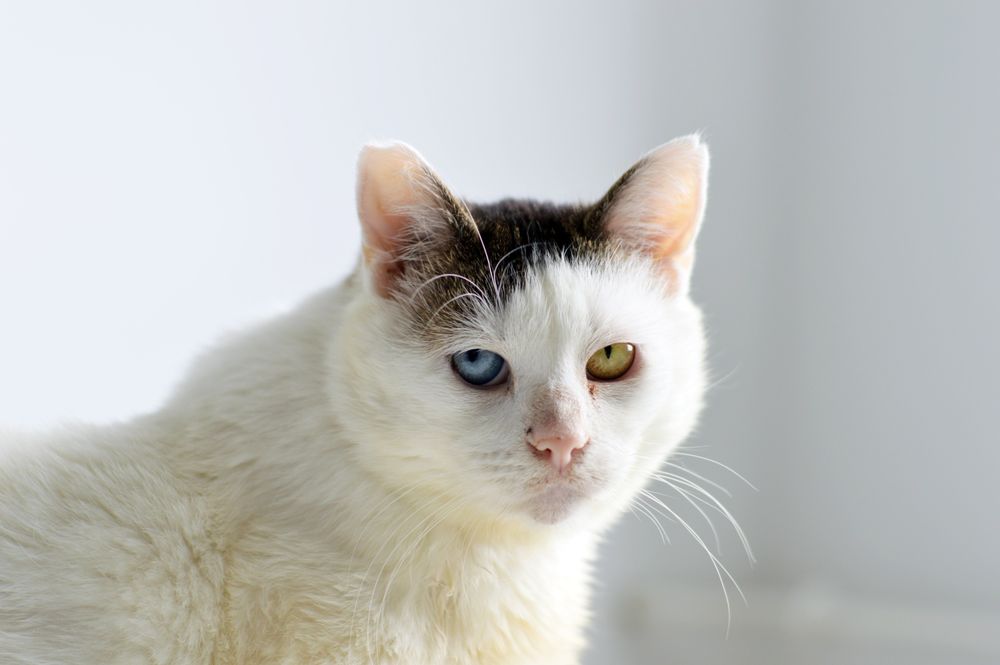 Bunia- podaruj jej miejsce w swoim domu!