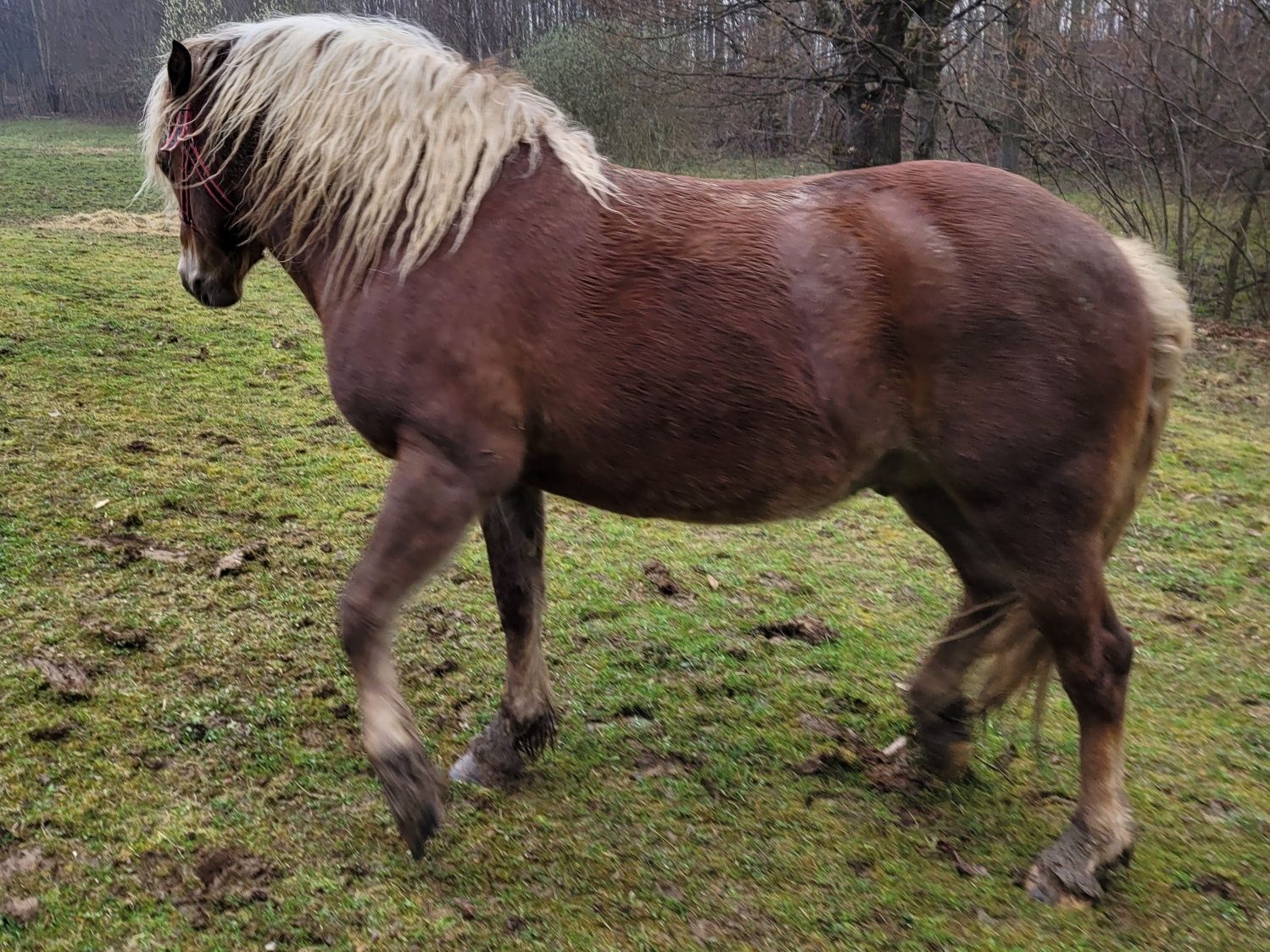 Ogier haflinger z licencją