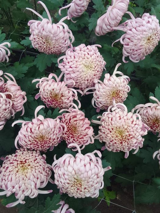 Квіти Хризантема опт