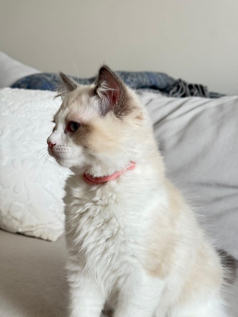 Kotka Ragdoll - Gloria