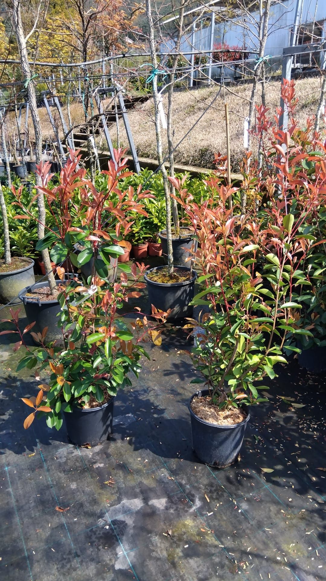 Várias plantas ,