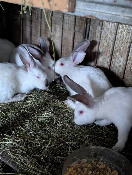 Кролі свійські різних порід
