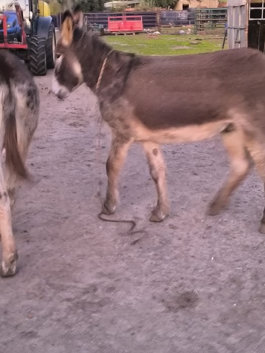 Burrinho novo manso.